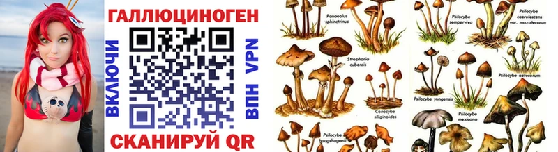 сколько стоит  Свободный  Псилоцибиновые грибы мицелий 
